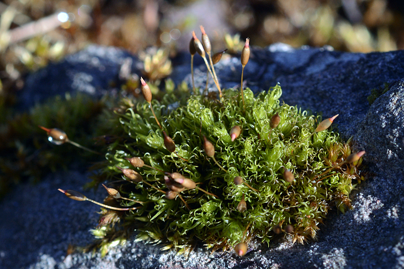 Ptychomitrium polyphyllum