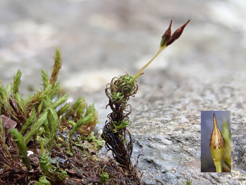 Ptychomitrium polyphyllum 