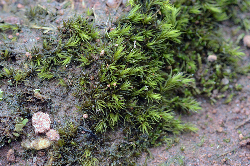 Racomitrium sudeticum