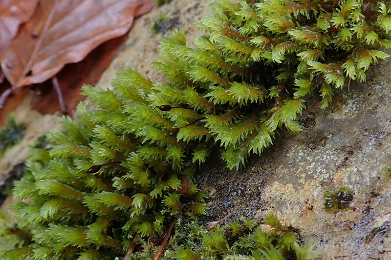 Racomitrium aciculare