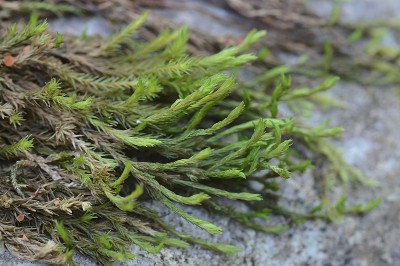 Racomitrium obtusum