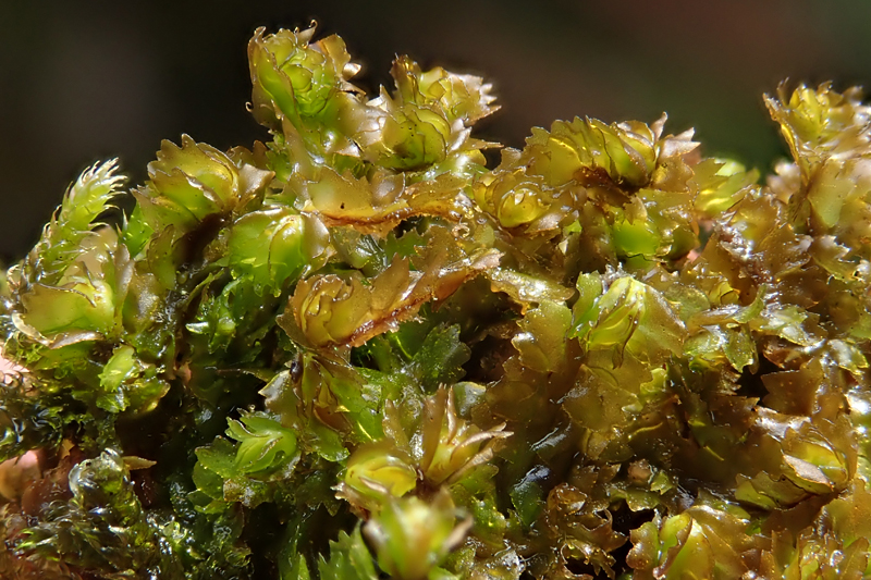 Barbilophozia barbata