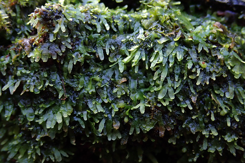 Riccardia chamedryfolia 