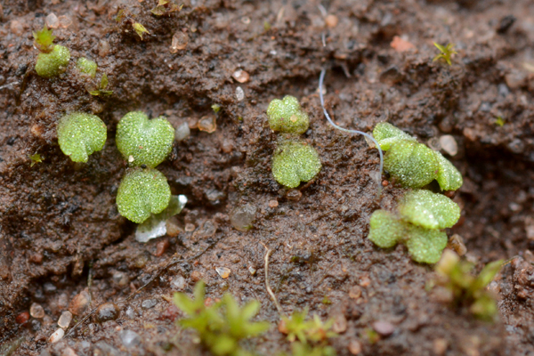 Riccia crystallina