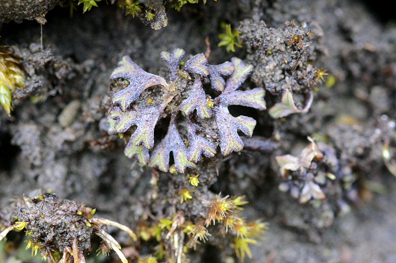 Riccia subbifurca 