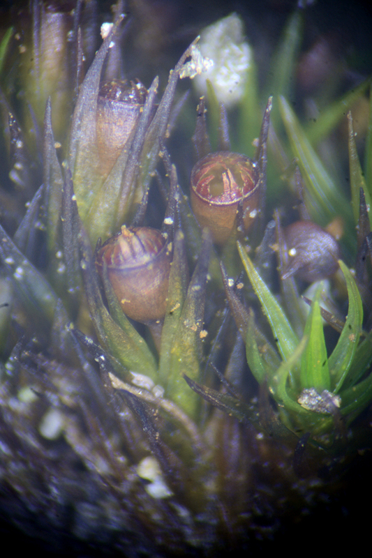 Schistidium maritimum