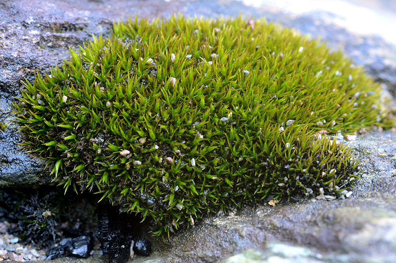 Schistidium maritimum