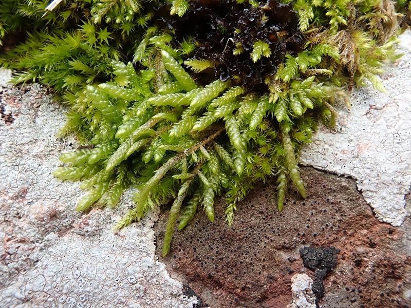 Scleropodium tourettii 