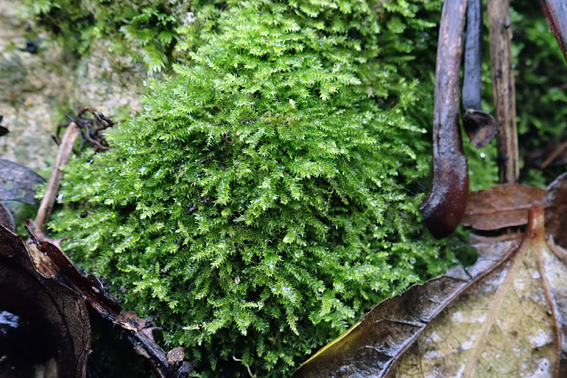 Scorpiurium circinatum