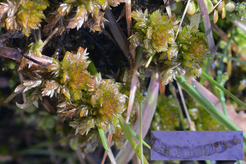 Sphagnum inundatum 