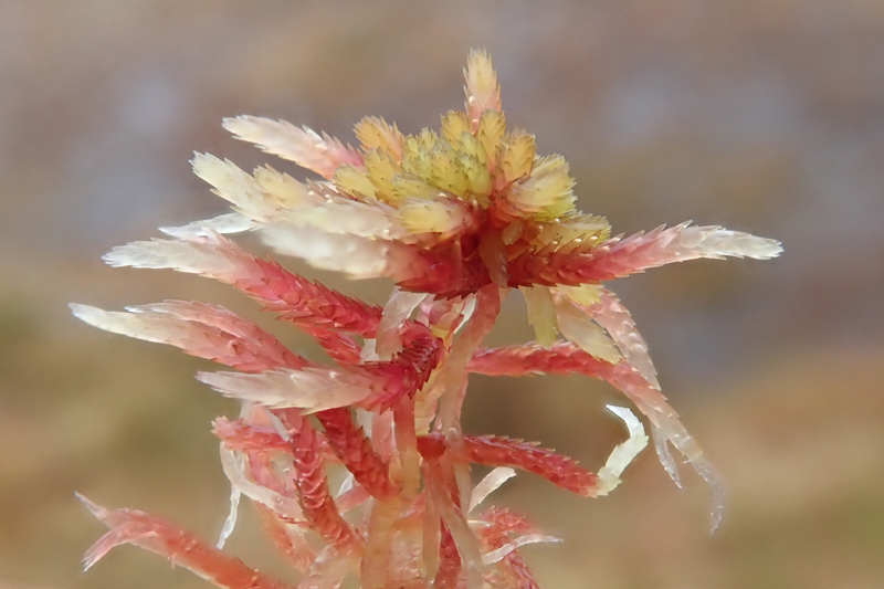 Sphagnum russowii