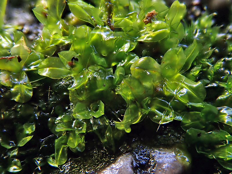 Syntrichia latifolia 