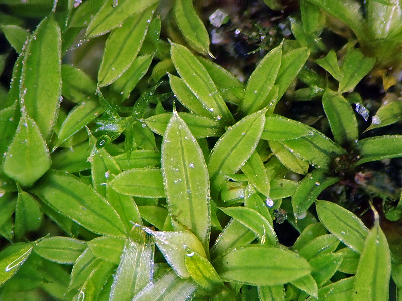 Tortula marginata