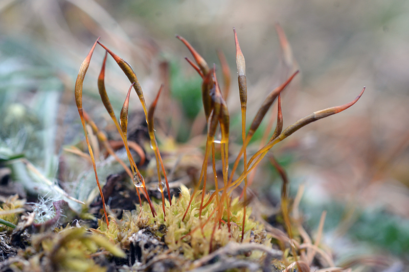 Tortula subulata