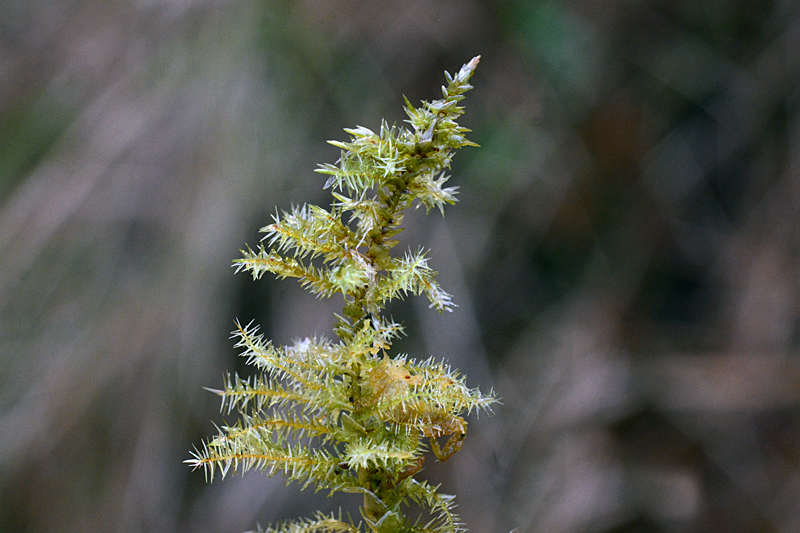 Calliergon giganteum 