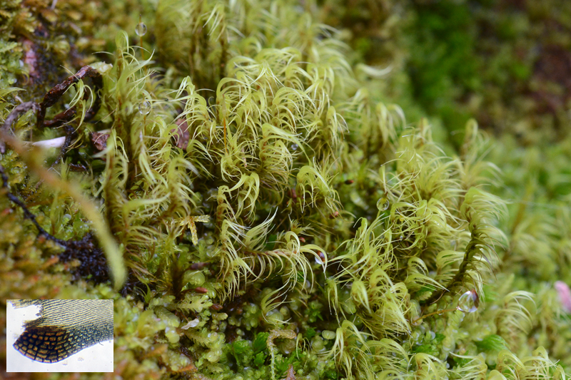 species distribution of liverworts in mt There is very little information available on the distribution of bryophytes in this mosses, liverworts and hornworts of mount canobolas 533 13 species of liverworts from seven families, and two. species distribution of liverworts in mt There is very little information available on the distribution of bryophytes in this mosses, liverworts and hornworts of mount canobolas 533 13 species of liverworts from seven families, and two.