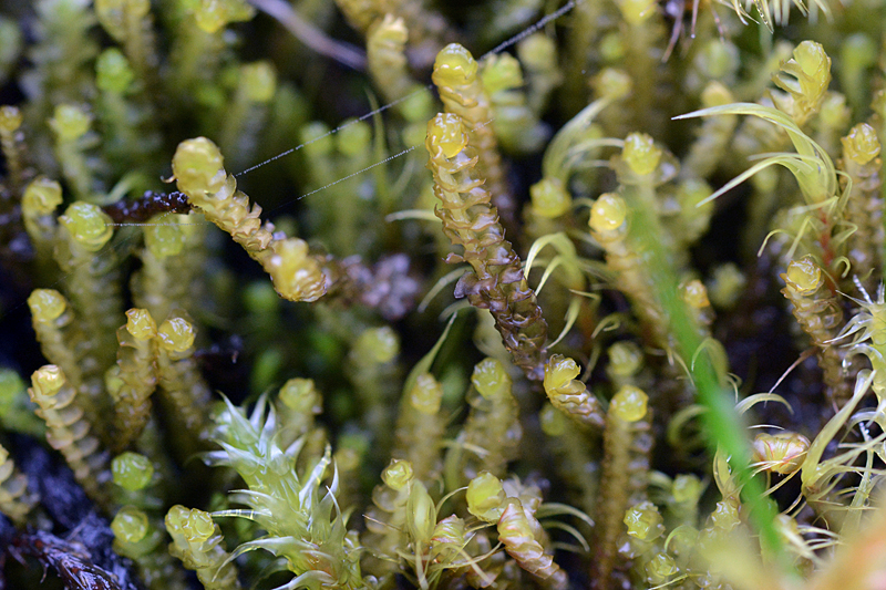 Barbilophozia floerkei