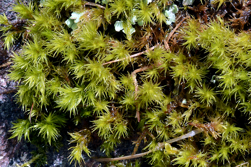 Racomitrium fasciculare