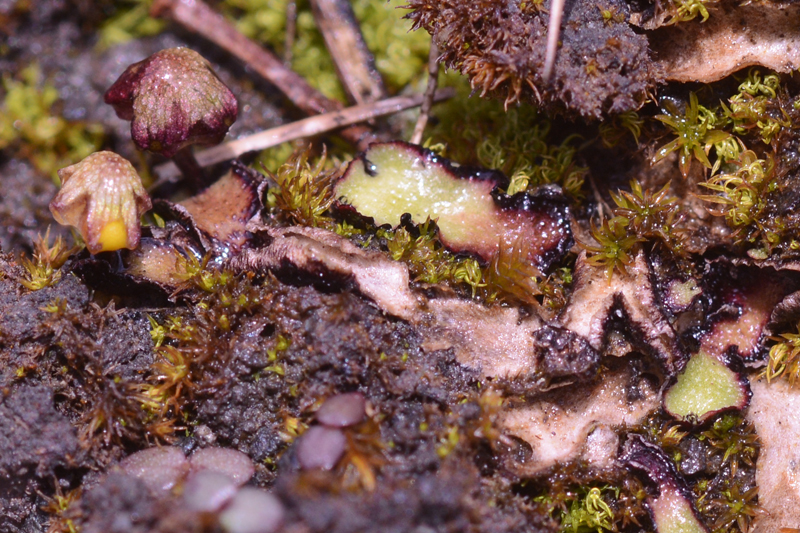 Reboulia hemisphaerica