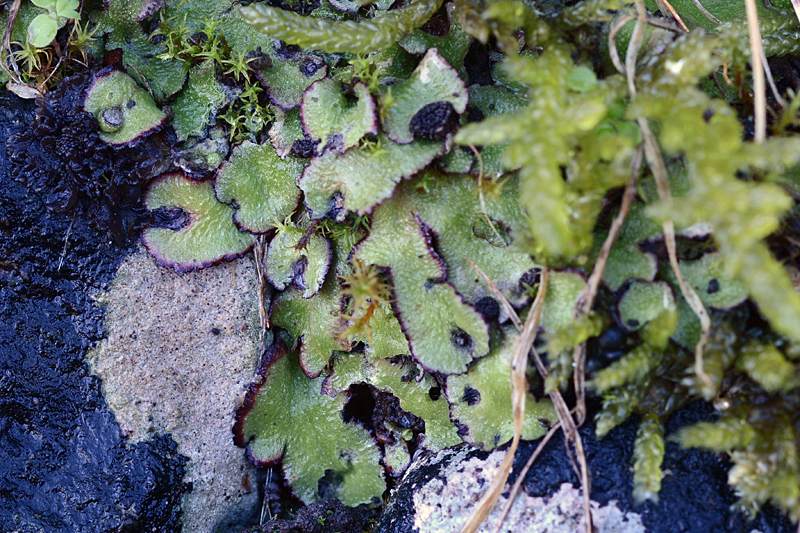 Reboulia hemispheria 