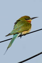 Goa birds trip report