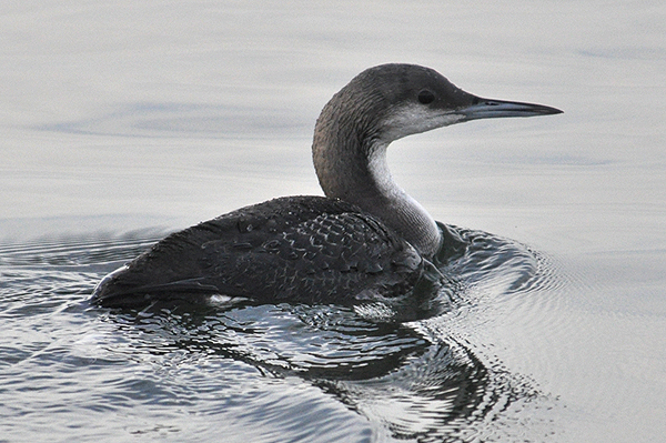 Black-throated Diver