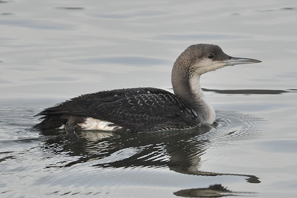 Black-throated Diver