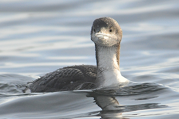 Black-throated Diver