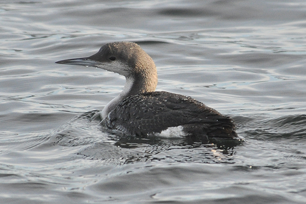 Black-throated Diver