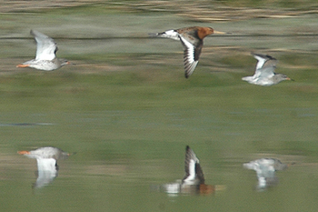 Black-tailed Godwit