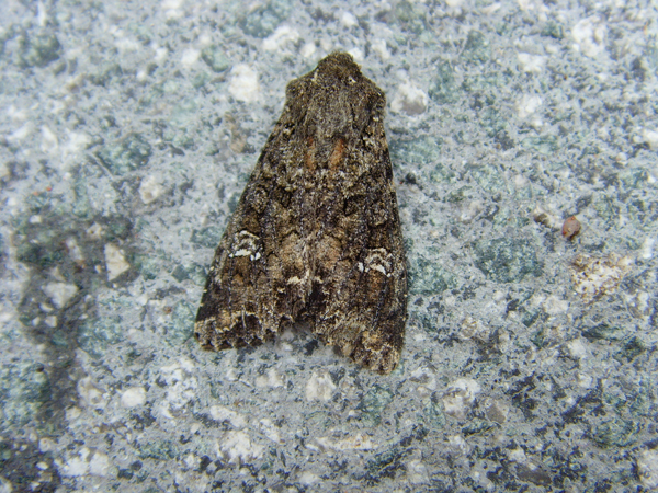 Cabbage Moth