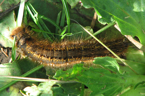 Drinker Moth caterpillar