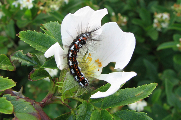 Yellow-tail caterpillar