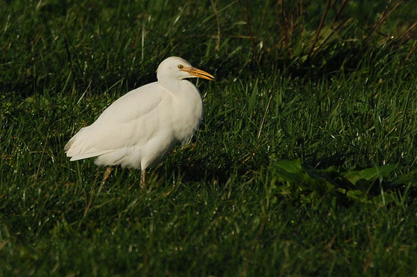 Cattle Egret River Otter, Devon