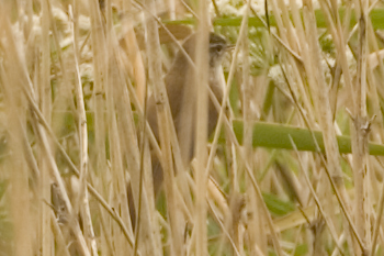 Cetti's Warbler