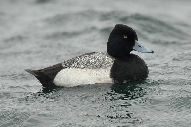 Lesser Scaup Cheddar Reservoir