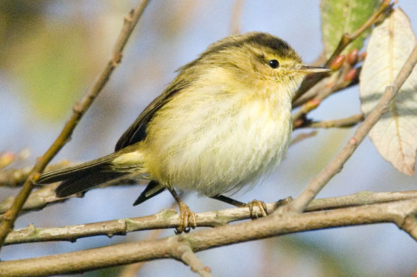 Chiffchaff