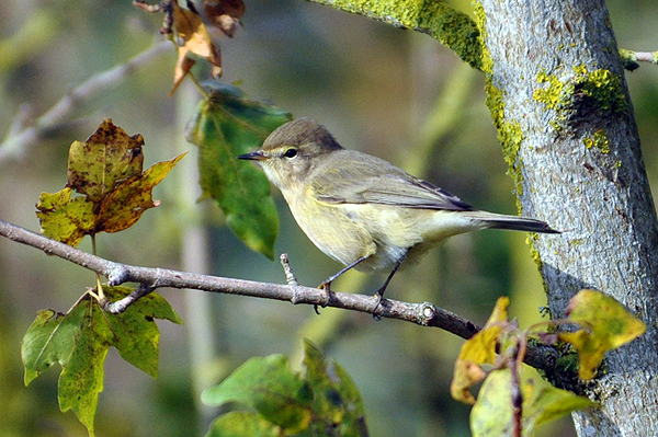 Chiffchaff