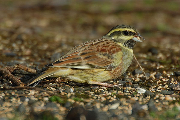 male Cirl Bunting