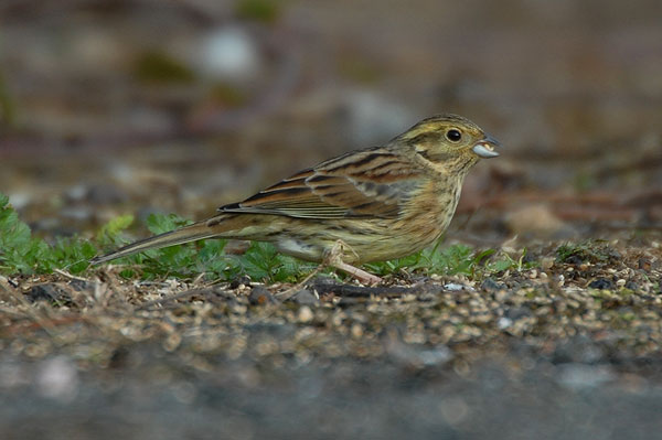 female Cirl Bunting