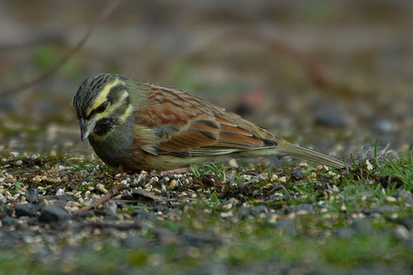 male Cirl Bunting