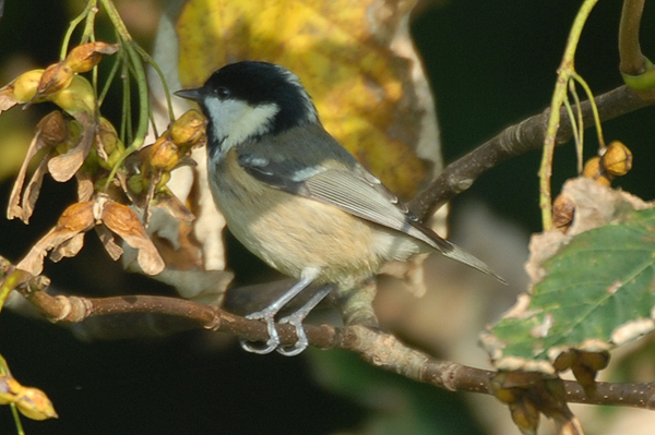 Coal Tit