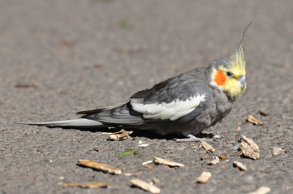 Cockatiel