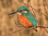 kingfisher1