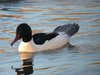 goosander1