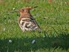 hoopoe3-17-4-04