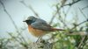 redstart-12-4-08