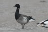 brentgoose-25-10-06