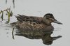 garganey-15-12-07