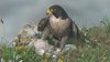 peregrine-6-5-08